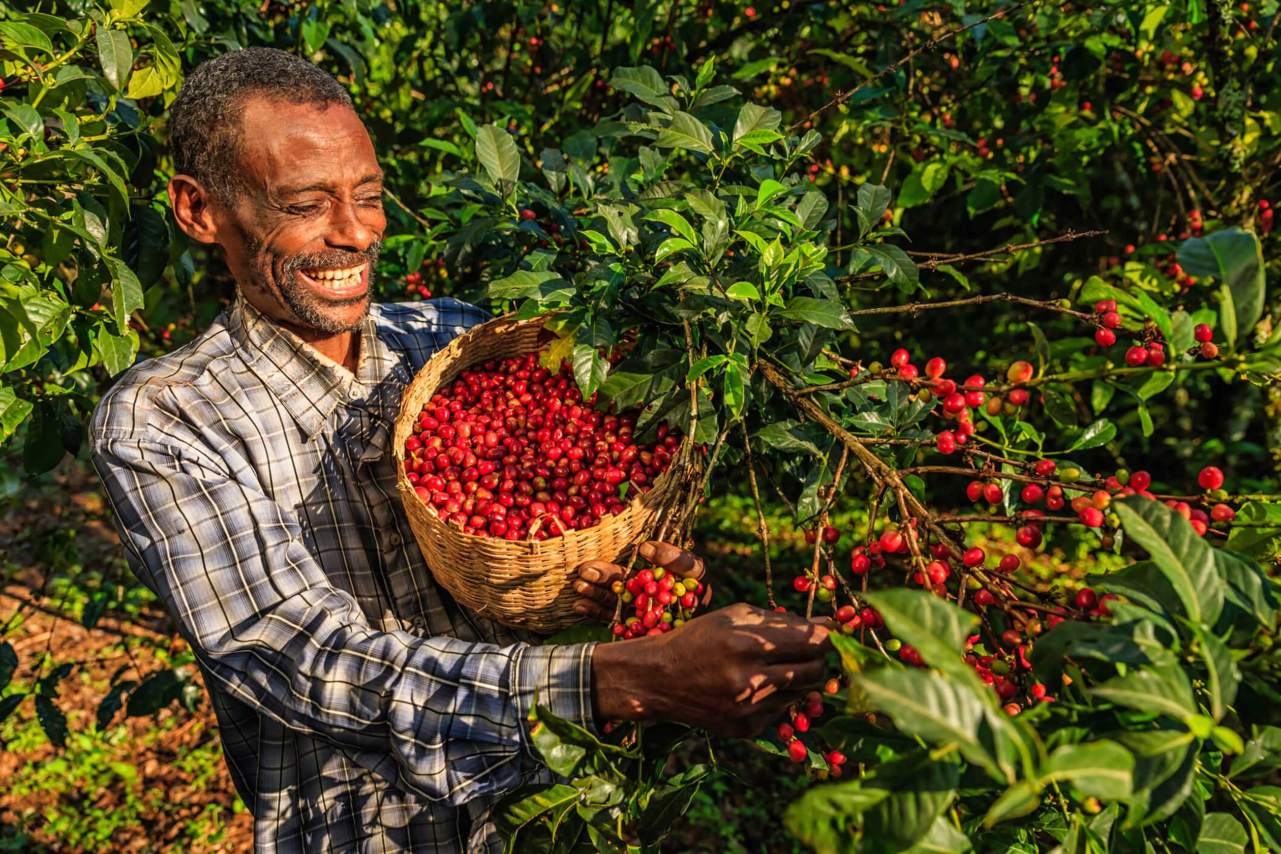 The specialty coffee in Africa – Paradise of flavours