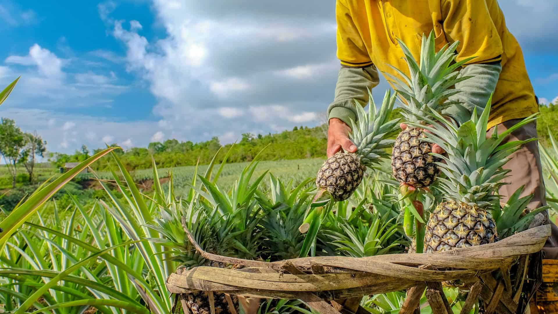 Uses of pineapple in Philippine