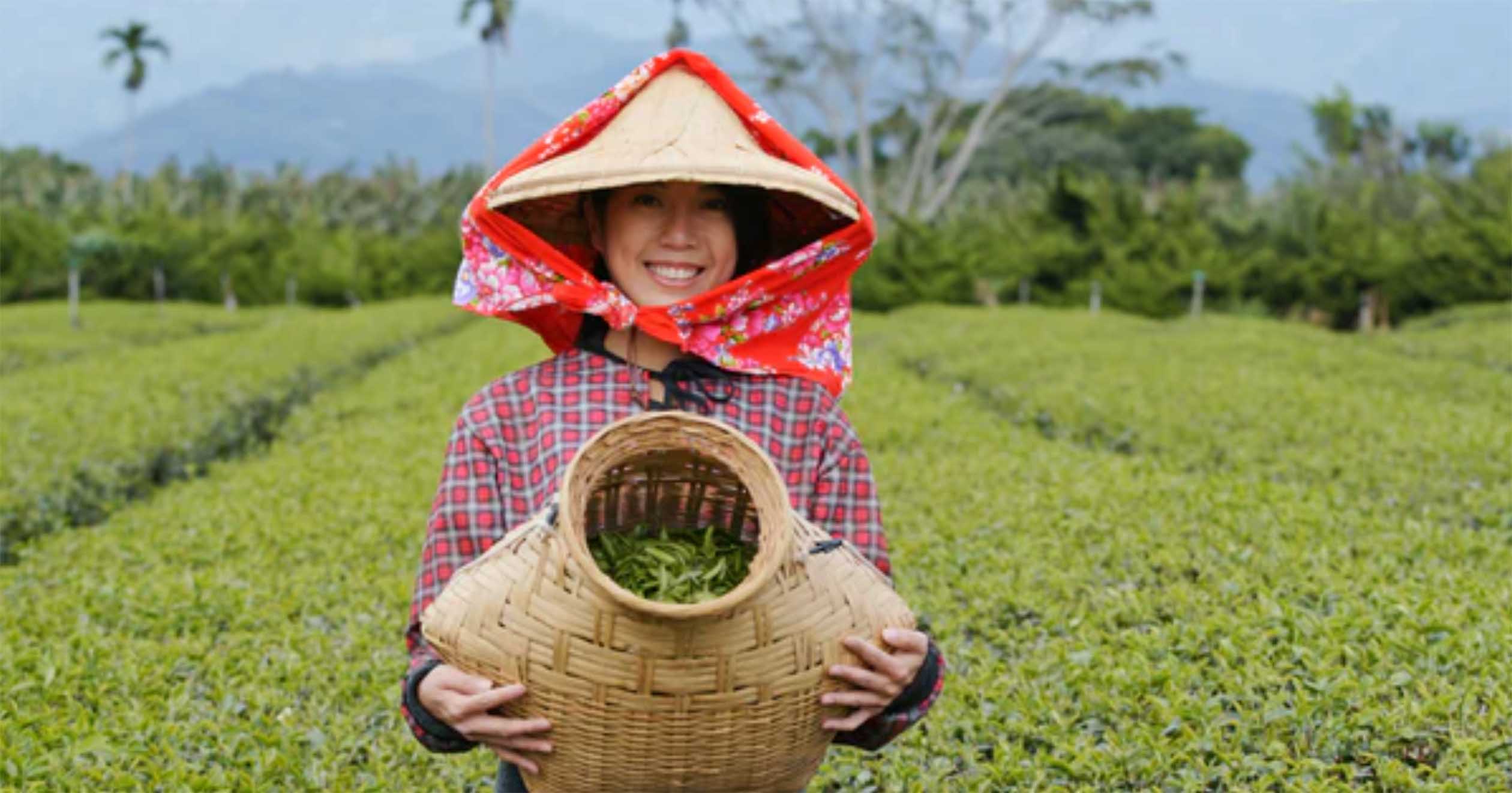 Taiwanese tea - Tastes of tea lovers